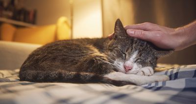Cats develop dementia similarly to humans, study finds